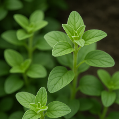 Oil Of Oregano Gel Caps | Improves Digestion and Immune System